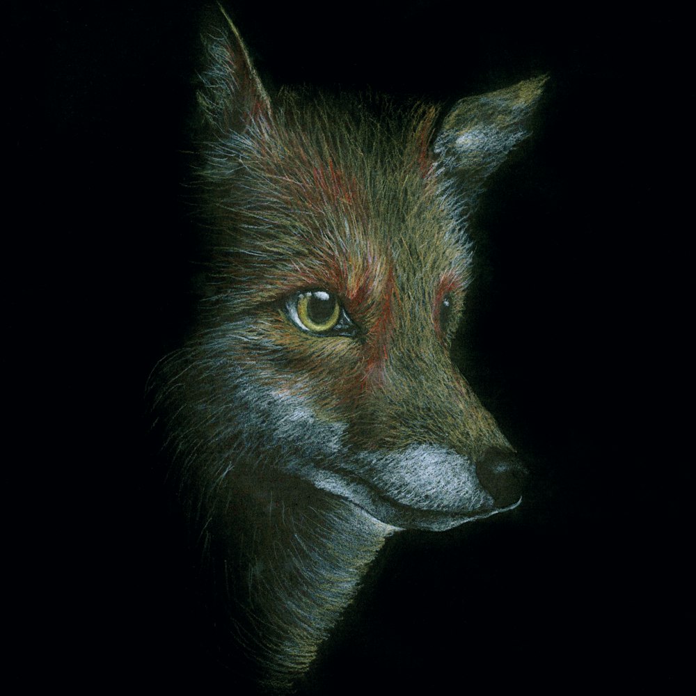 An alert fox