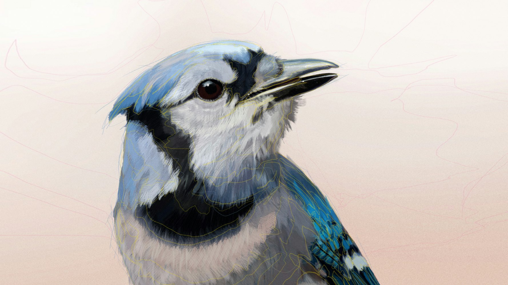 Free Art - Bird with black, white, and blue feathers