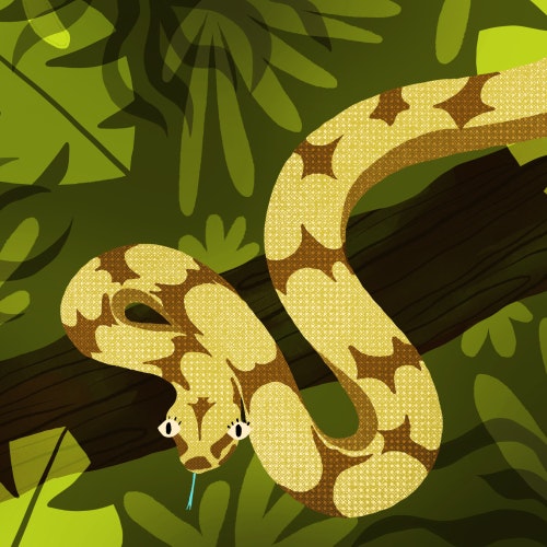 Boa Constrictor snake wrapped around a tree brach