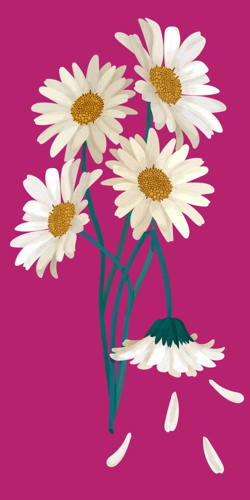 Bouquet of Daisy flowers with one broken stem