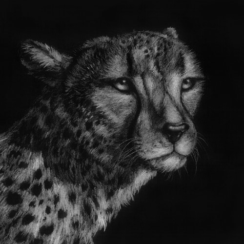 Cheetah with a beautiful spotted coat