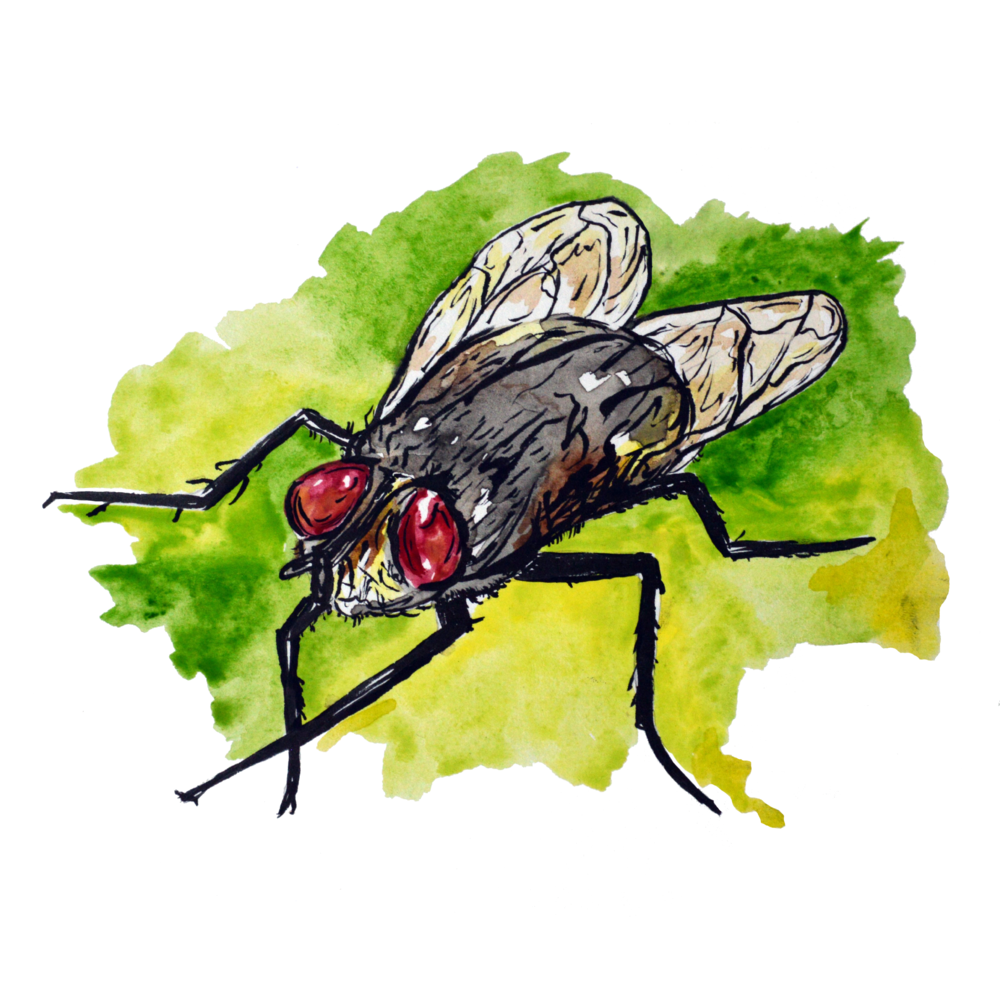 Houseflies Vector Illustration – MasterBundles