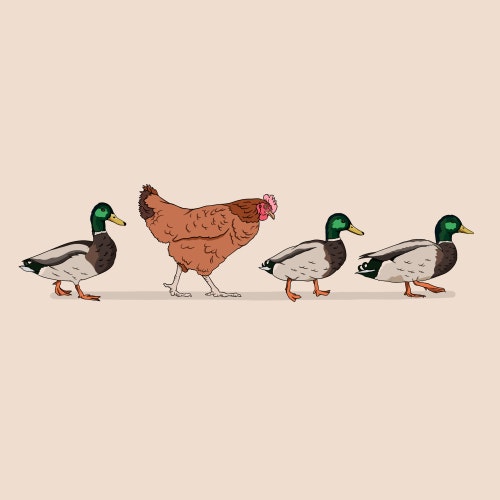Ducks in a row with a chicken in the middle