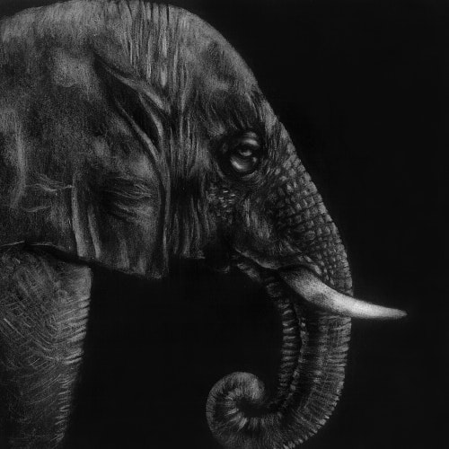 Elephant with large tusk and trunk