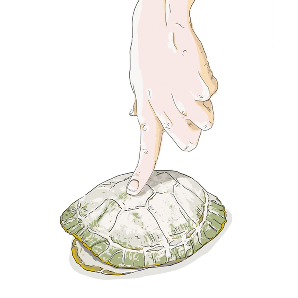 Finger pressing down on a turtle shell