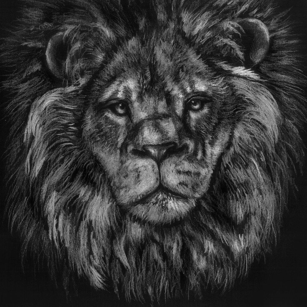 Lion Drawing Stock Photos and Images - 123RF