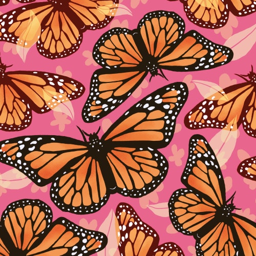 Monarch Butterflies with beautiful wings