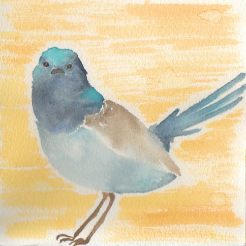 Small blue and brown bird