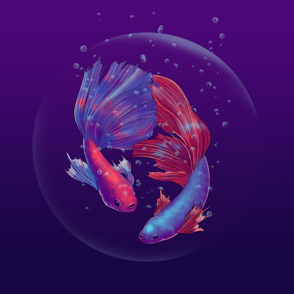 Capture The Moving Moment Of Siamese Fighting Fish Two Betta Fish Isolated  On Black Background Stock Photo - Download Image Now - iStock