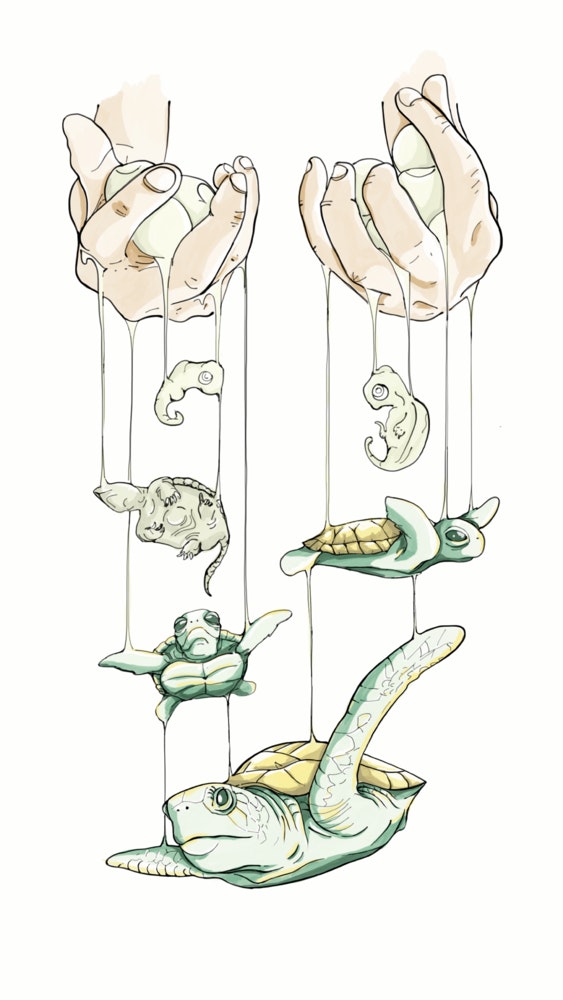 Two hands holding turtles on puppet strings