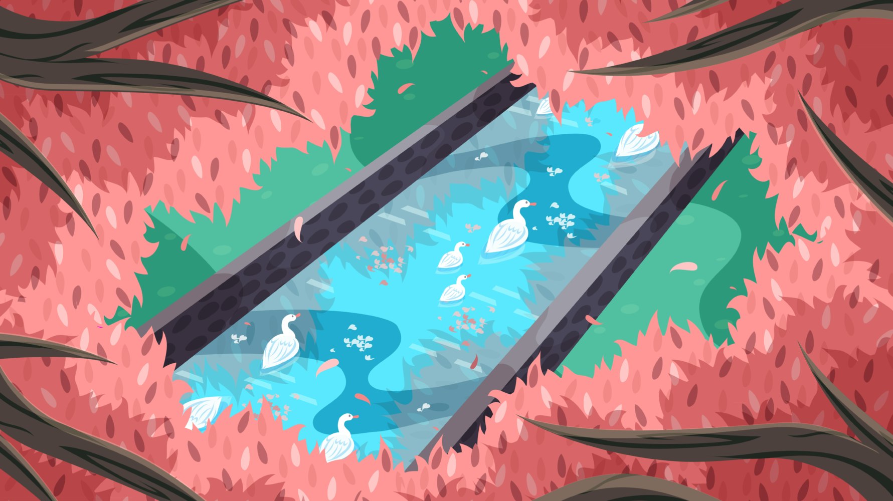 White ducks swimming in a pond below springtime cherry trees
