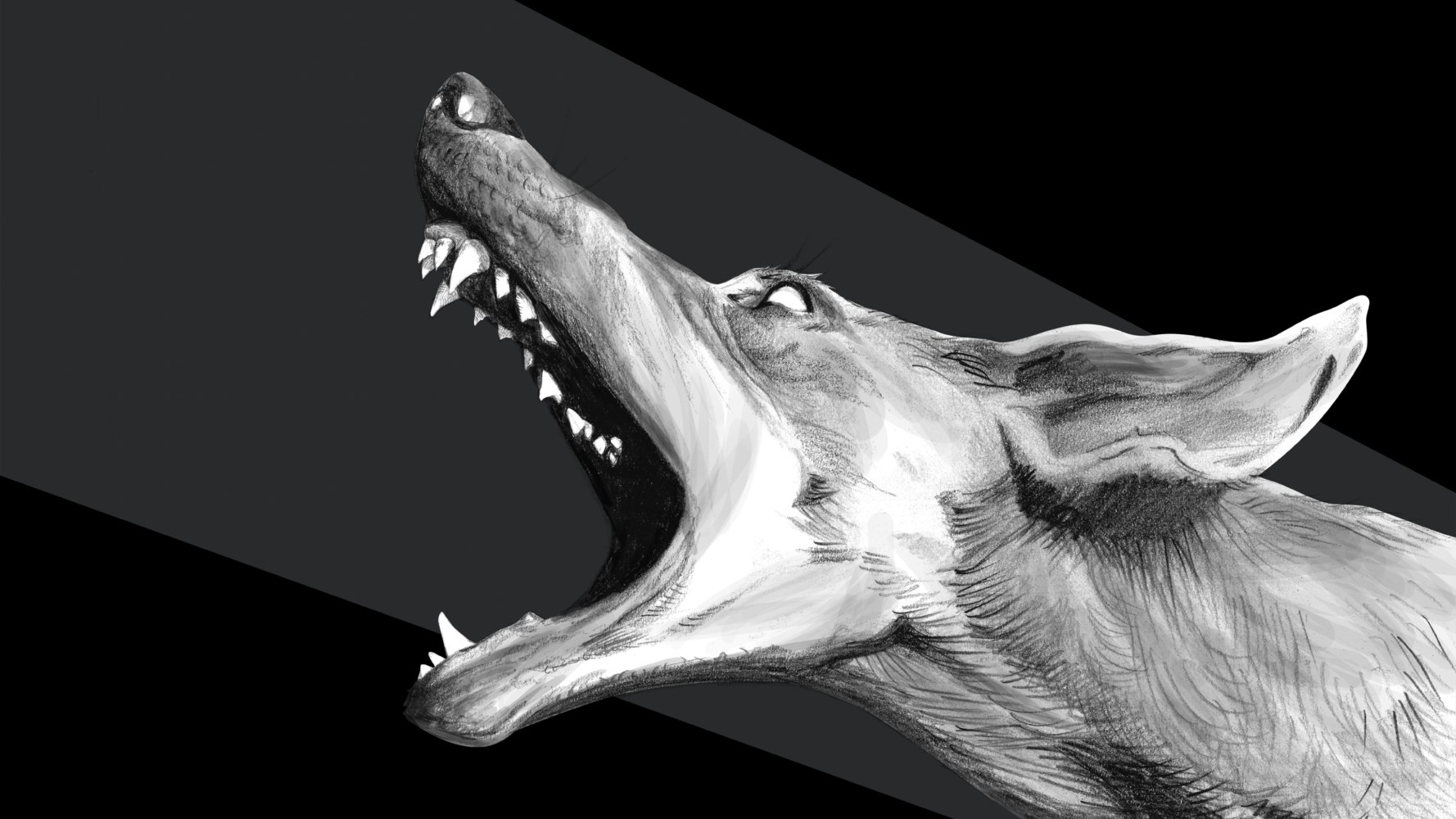 Wolf with sharp teeth, barking