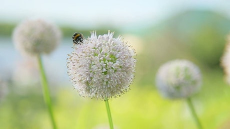A bee searches a dandelion for pollen.