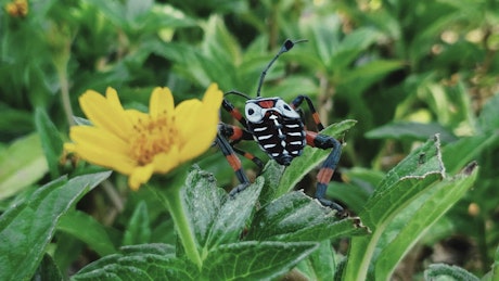 A black, white and orange bug near to a flower.
