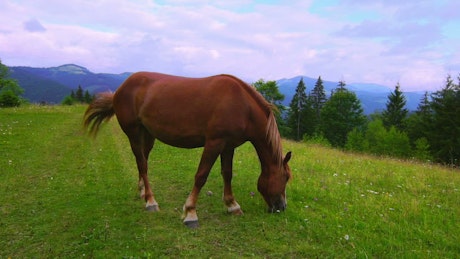 A brown horse grazing in a meadow.