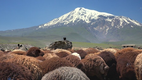 A Brown sheep herd and a snowy mountain in the background.