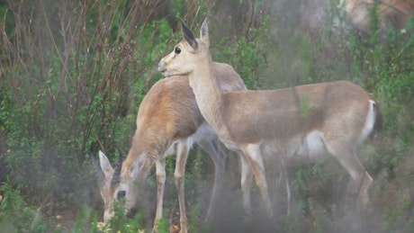 A couple of Gazelles in the wild