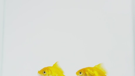 A couple of gold fish swimming.