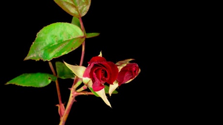 A couple of red roses on a branch opens.