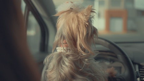 A cute dog inside a car looking around.