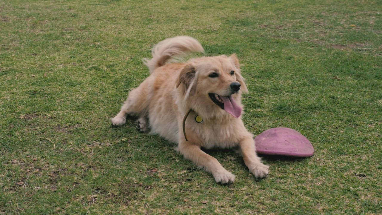 ⁣A dog resting o judi bola 888 n the grass next to a dog toy
