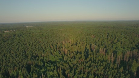A forest stretching to the horizon.