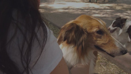 A girl petting a collie dog in the park.