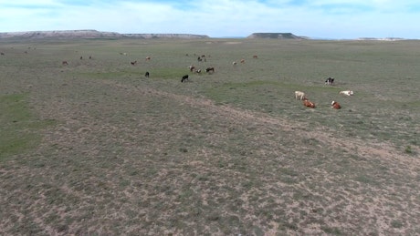 A herd of cows grazing on a plain.