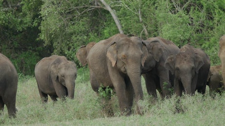 A herd of elephants grazing in the wild.