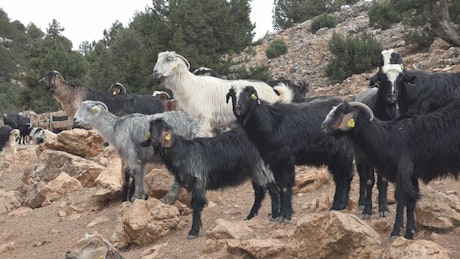 A herd of goats eating on a rocky mountain.