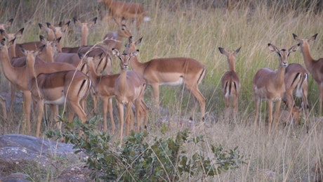 A herd of impala deer running away.