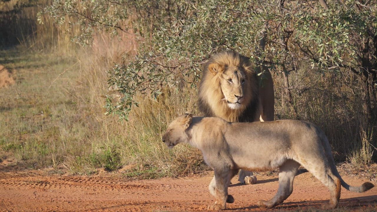 ⁣Kawanan Lions Walking - Video Stok Grat 888slot login is
