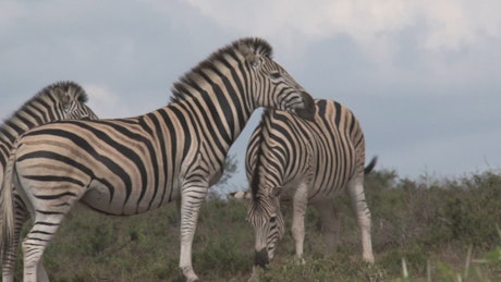 A herd of Zebras grazing in the savanna