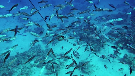 A large school of fish swim haphazardly along the seabed.