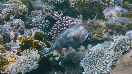A lone puffer fish swims slowly through a forest of coral on a reef.