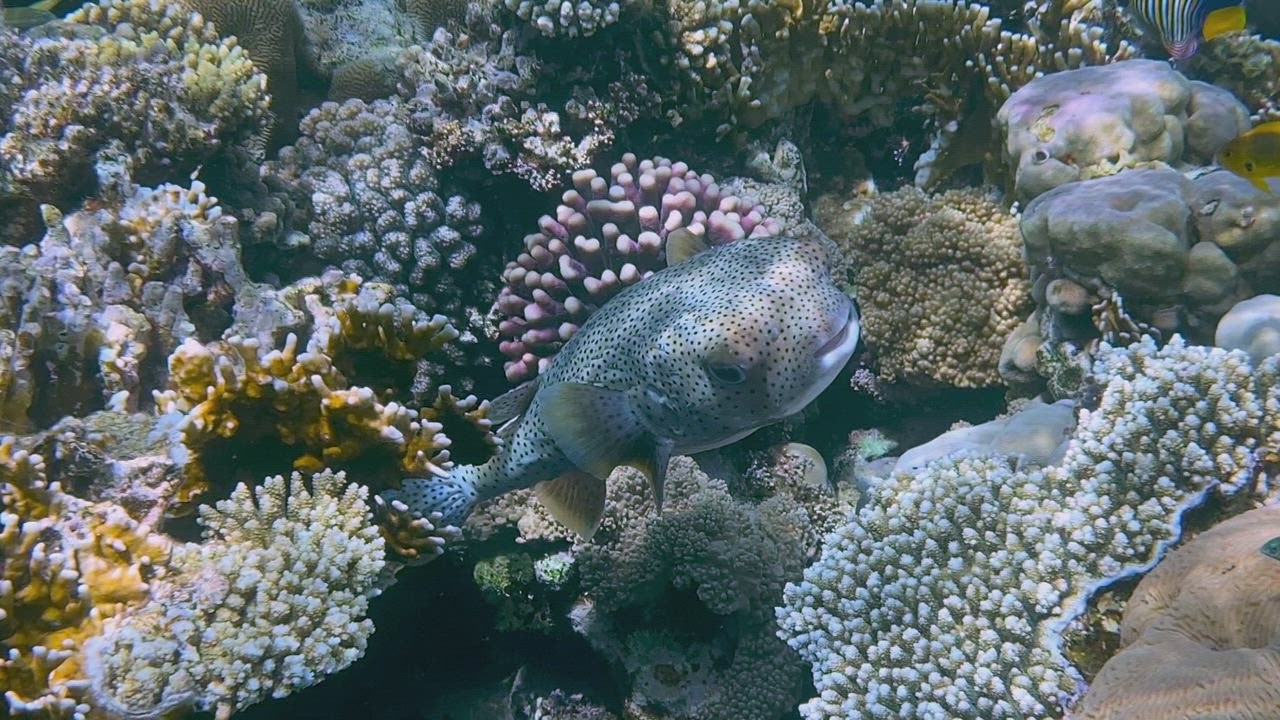 A lone puffer  LIVE DRAW fish swims slowly through a forest of coral on a reef
