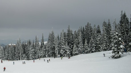 A lot of people snowboarding in a winter forest