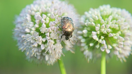 A May-bug eats nectar from a dandelion.