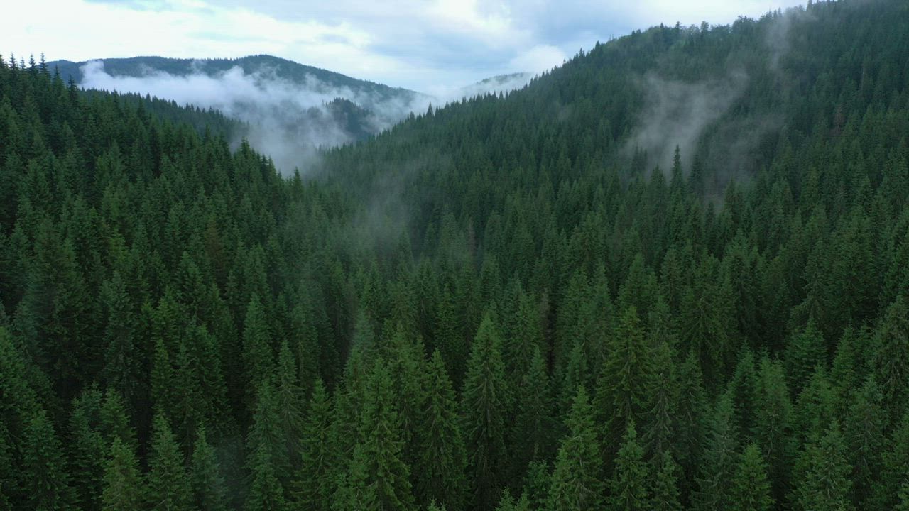 A misty evening in the pine forest - Free Stock Video - Mixkit