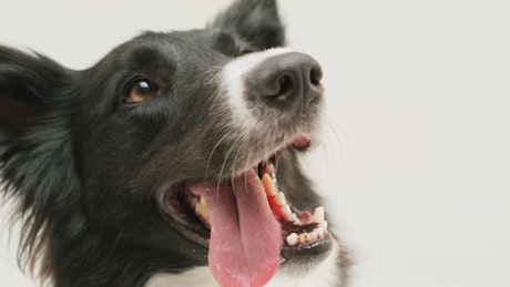 A panting border collie receives a small treat on its muzzle.
