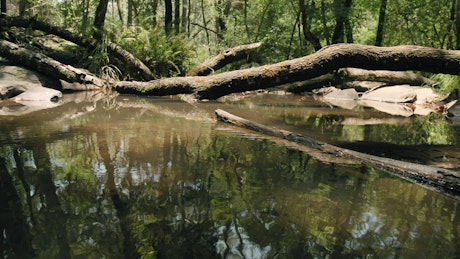 A picturesque small pond and fallen trees in the middle of the forest.