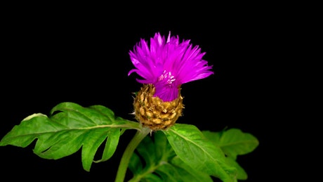 A purple flower opens and closes on a branch.
