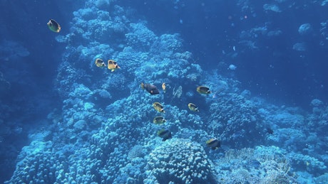A school of colourful reef fish swim in the shallows of a coral reef.