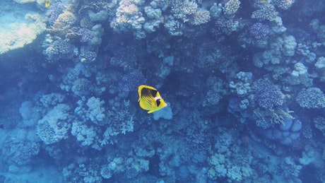 A small lone yellow fish swims along a coral reef.