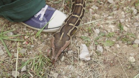 A snake moves across a shoe.