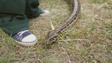A snake next to a person's shoe moving across the ground.