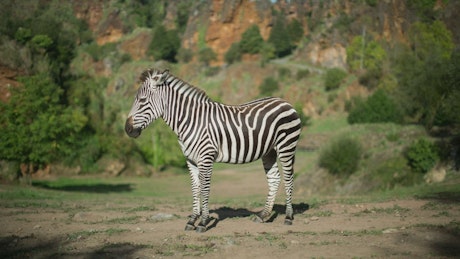 A standing zebra.