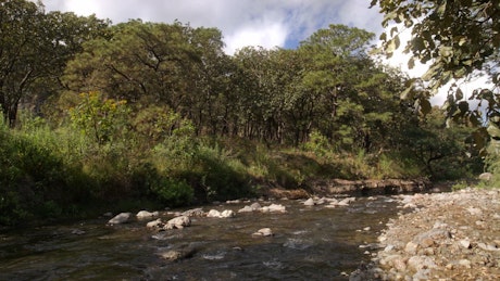 一条宁静的小溪，岩石和流水环绕着森林