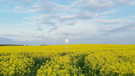 A white balloon in a yellow flower field