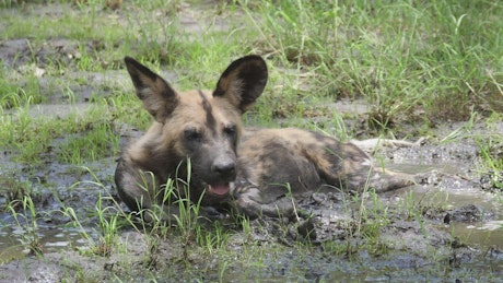 A wild dog resting in a mud puddle